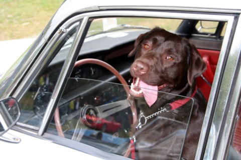 Autojumble WAALWIJK 2010